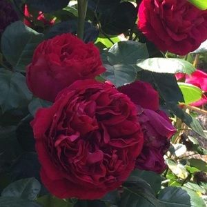 Meet your Posher, Cate